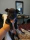 American Pit Bull Terrier Puppies for sale in Dallas, Texas. price: $600