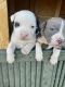 American Pit Bull Terrier Puppies for sale in Clarkesville, Georgia. price: $100