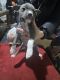 American Pit Bull Terrier Puppies for sale in Omaha, Nebraska. price: $350
