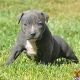 American Pit Bull Terrier Puppies for sale in Gilbert, AZ, USA. price: NA