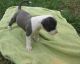 American Pit Bull Terrier Puppies for sale in Provo, UT, USA. price: NA