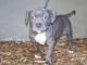 American Pit Bull Terrier Puppies for sale in Beaver Creek, CO 81620, USA. price: NA