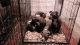 American Pit Bull Terrier Puppies for sale in Youngstown, OH, USA. price: NA