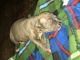 American Pit Bull Terrier Puppies for sale in Bellville, TX 77418, USA. price: $150
