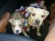 American Pit Bull Terrier Puppies for sale in Gainesville, FL 32605, USA. price: NA