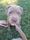 American Pit Bull Terrier Puppies for sale in Gainesville, FL 32601, USA. price: NA