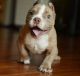 American Pit Bull Terrier Puppies for sale in Salt Lake City, UT, USA. price: $500