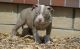 American Pit Bull Terrier Puppies for sale in Quechee, Hartford, VT, USA. price: NA