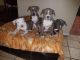 American Pit Bull Terrier Puppies for sale in Humble, TX, USA. price: NA