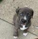 American Pit Bull Terrier Puppies for sale in Fairfield, OH, USA. price: NA
