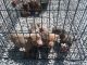 American Pit Bull Terrier Puppies for sale in Rossville, GA 30741, USA. price: NA