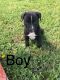 American Pit Bull Terrier Puppies for sale in Kadoka, SD 57543, USA. price: NA