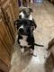 American Pit Bull Terrier Puppies for sale in Mesquite, TX 75149, USA. price: NA