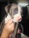 American Pit Bull Terrier Puppies for sale in Susanville, CA, USA. price: NA