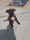 American Pit Bull Terrier Puppies for sale in St. George, UT, USA. price: $150