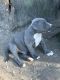 American Pit Bull Terrier Puppies for sale in Orange, TX, USA. price: NA