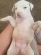 American Pit Bull Terrier Puppies for sale in 2719 Madison Ave, Ogden, UT 84403, USA. price: $400