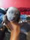 American Pit Bull Terrier Puppies for sale in Killeen, TX, USA. price: NA