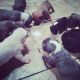 American Pit Bull Terrier Puppies for sale in Gainesville, FL, USA. price: NA