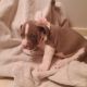 American Pit Bull Terrier Puppies for sale in Illinois City, IL 61259, USA. price: NA