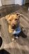 American Pit Bull Terrier Puppies for sale in Herriman, UT 84096, USA. price: $350