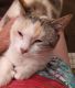 American Polydactyl Cats for sale in Sheldon, MO 64784, USA. price: NA