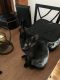 American Polydactyl Cats for sale in Houston, TX, USA. price: $20