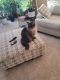 American Polydactyl Cats for sale in Katy, TX, USA. price: $90
