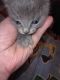 American Polydactyl Cats for sale in 2072 Pennington Gap, Memphis, TN 38134, USA. price: $5