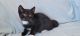 American Polydactyl Cats for sale in Southwick, MA 01077, USA. price: $120