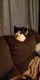 American Polydactyl Cats for sale in Johnstown, PA, USA. price: NA