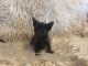 American Polydactyl Cats for sale in Peoria, AZ, USA. price: $250