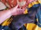 American Polydactyl Cats for sale in Republic, MO, USA. price: $175