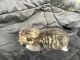 American Polydactyl Cats for sale in Buckhannon, WV 26201, USA. price: $300