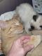 American Polydactyl Cats for sale in Las Vegas, NM 87701, USA. price: $200