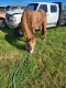 American Quarter Horse Horses for sale in White City, OR, USA. price: NA