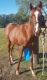 American Quarter Horse Horses for sale in College Station, TX 77840, USA. price: NA