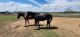 American Quarter Horse Horses for sale in 101 N Trailer End Cir, Millsap, TX 76066, USA. price: NA