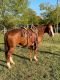 American Quarter Horse Horses for sale in Fort Worth, TX, USA. price: NA