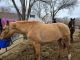 American Quarter Horse Horses for sale in Kearney, NE, USA. price: NA