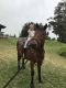 American Quarter Horse Horses for sale in Oopuola St, Pupukea, HI 96712, USA. price: NA