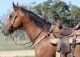 American Quarter Horse Horses for sale in Seattle, WA, USA. price: NA