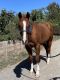 American Quarter Horse Horses for sale in Seattle, WA, USA. price: NA