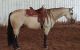 American Quarter Horse Horses for sale in Houston, TX, USA. price: NA