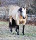 American Quarter Horse Horses for sale in Dallas, TX, USA. price: NA