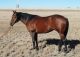 American Quarter Horse Horses for sale in Fullerton, CA, USA. price: NA