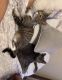 American Shorthair Cats for sale in Covington, GA, USA. price: NA