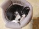 American Shorthair Cats for sale in Shawnee, OK, USA. price: NA