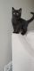 American Shorthair Cats for sale in Mississauga, ON, Canada. price: NA