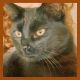 American Shorthair Cats for sale in Salt Lake City, UT, USA. price: $10